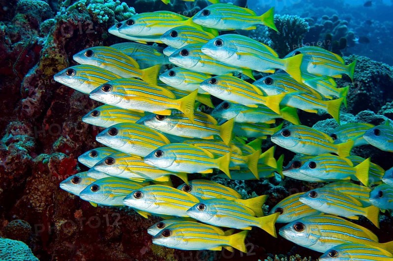 School of fish blue stripe snapper