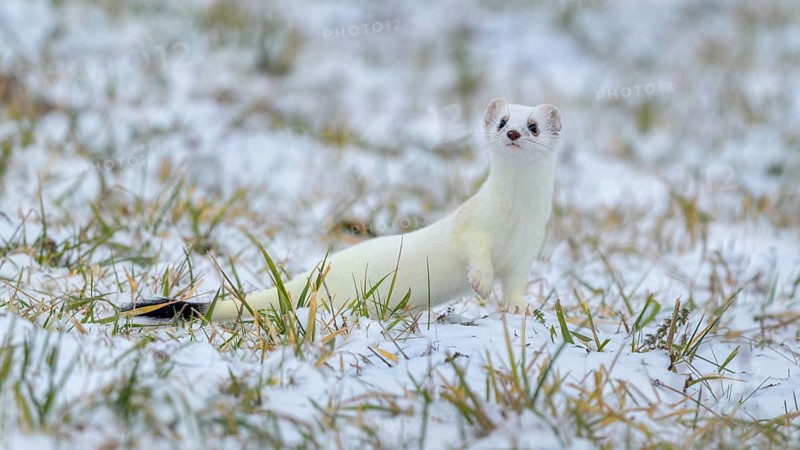Stoat