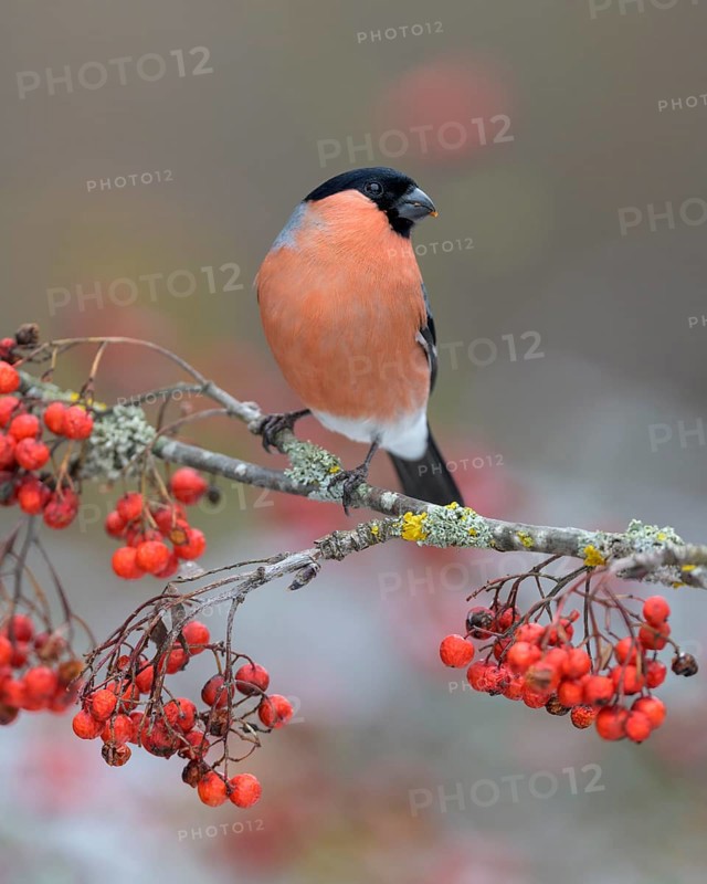 Eurasian bullfinch