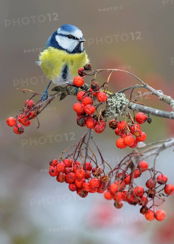 Blue tit
