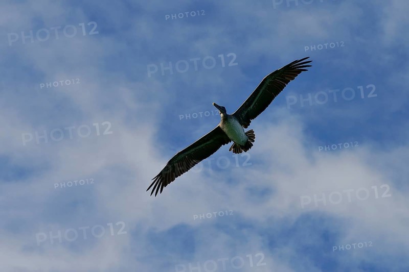 Brown Pelican