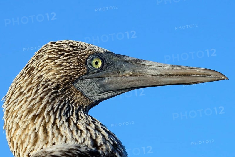 Blue-footed booby
