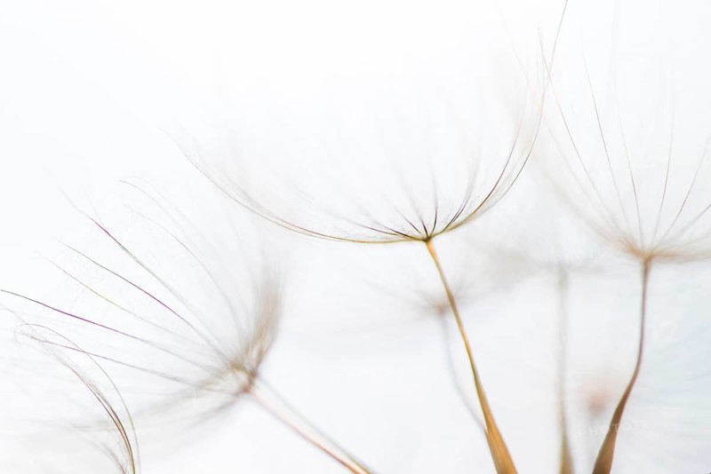 Filigree fruit stalks of a composite