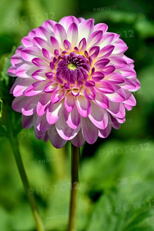 Decorative dahlia