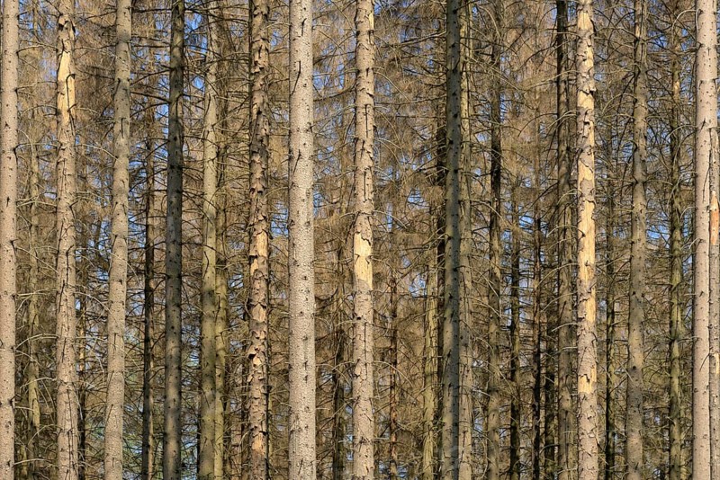 Coniferous forest