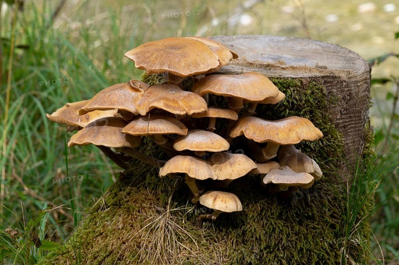Oyster mushroom
