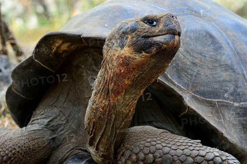 Galapagos giant tortoises