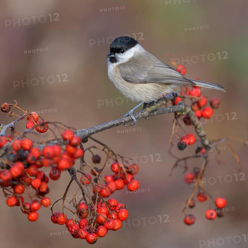 Marsh tit