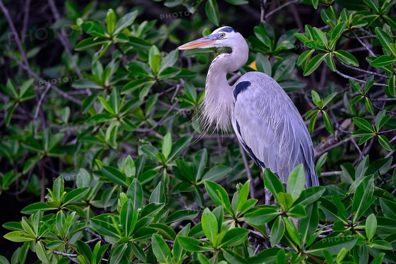 Great blue heron