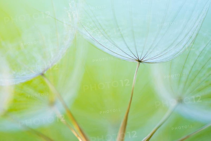 Filigree fruit stalks of a composite