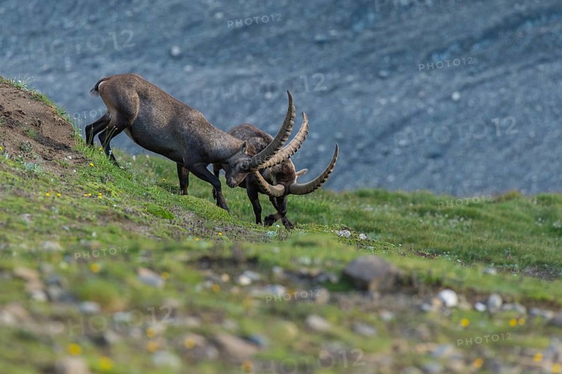 Fighting alpine ibex