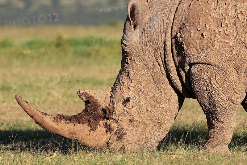 White rhinoceros