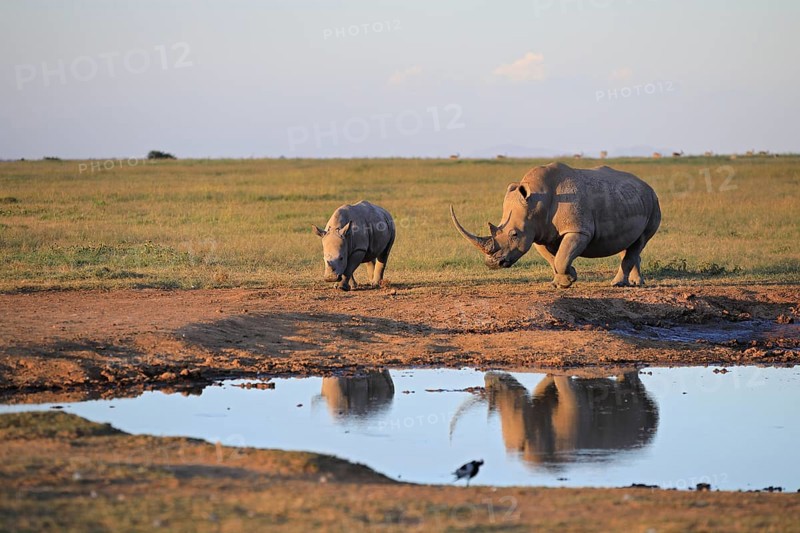 Two white rhinos