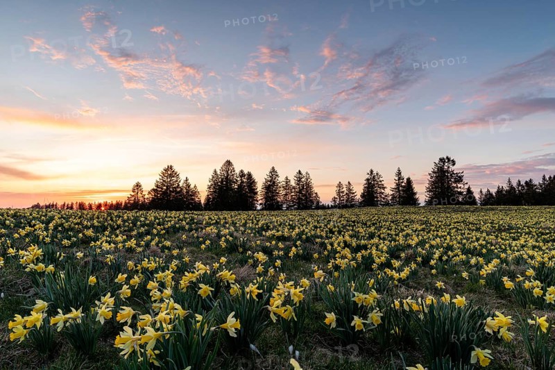 Meadow with blooming daffodils