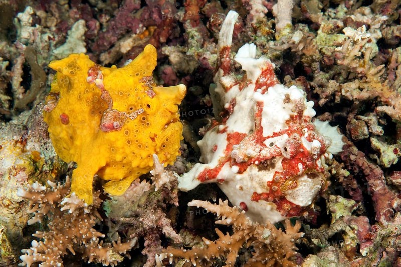 Spotted frogfish