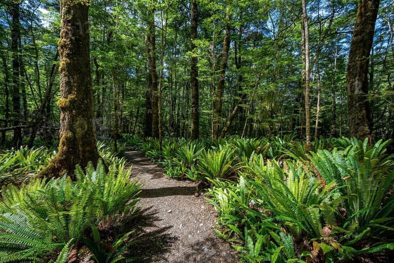 Hiking trail through forest with ferns