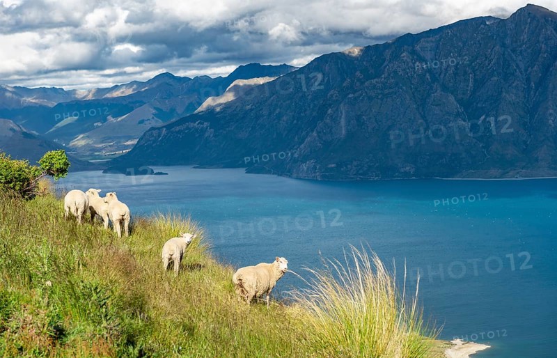Sheep in a meadow in front of Lake Hawea and mountain panorama