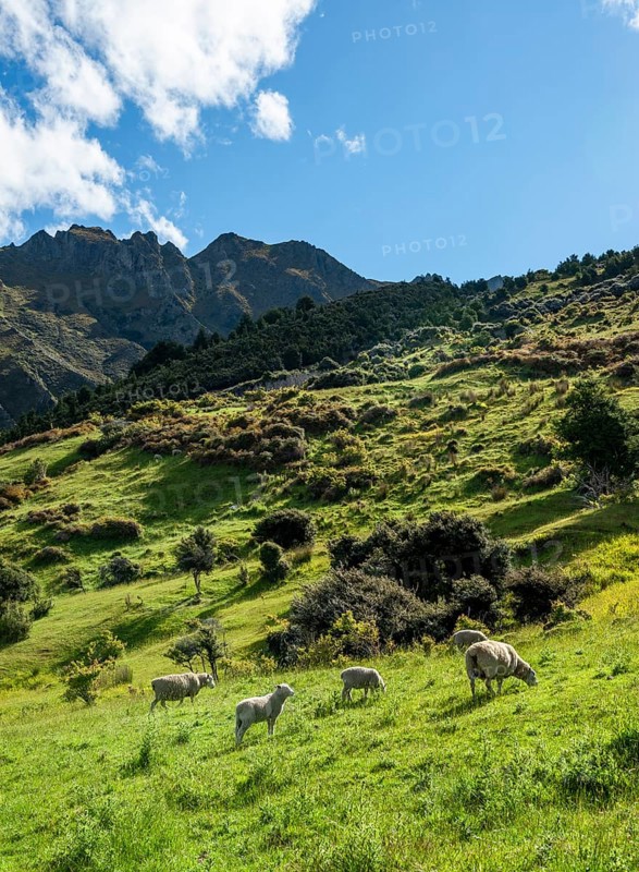 Sheep in a meadow