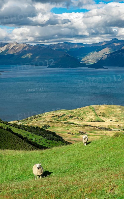 Sheep in a meadow