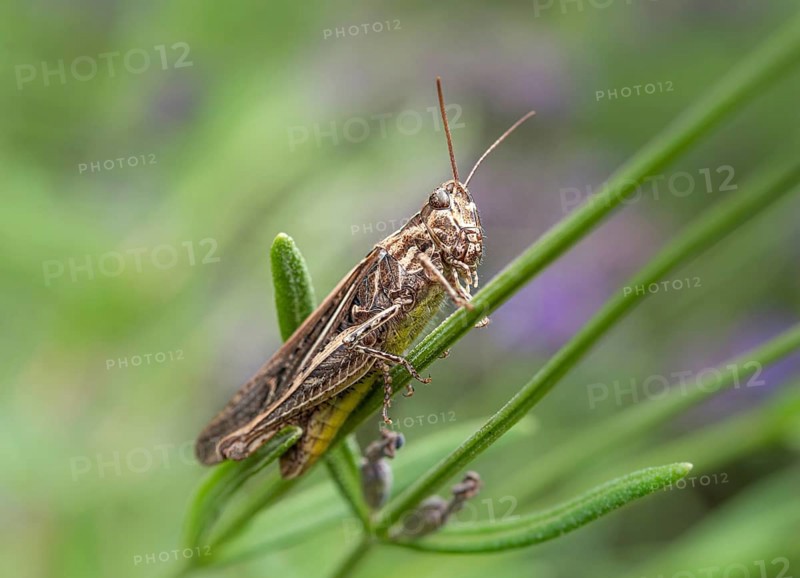 Common Field Grasshopper