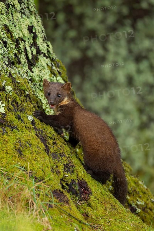 European pine marten
