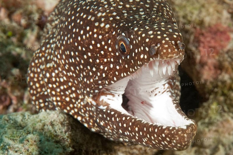 Turkey moray