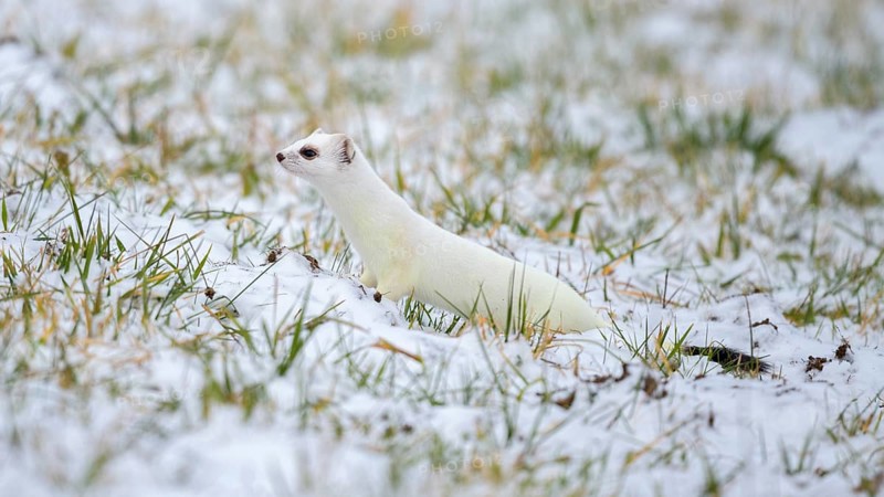Stoat