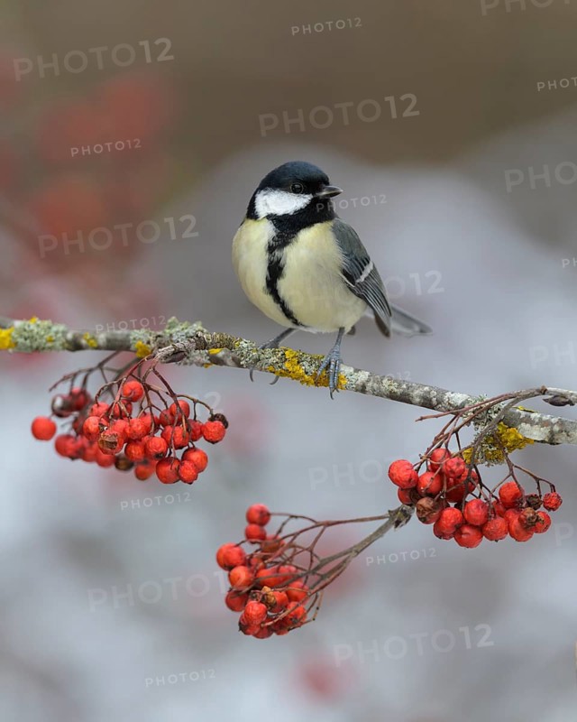 Great tit