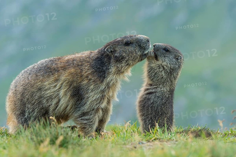 Marmot