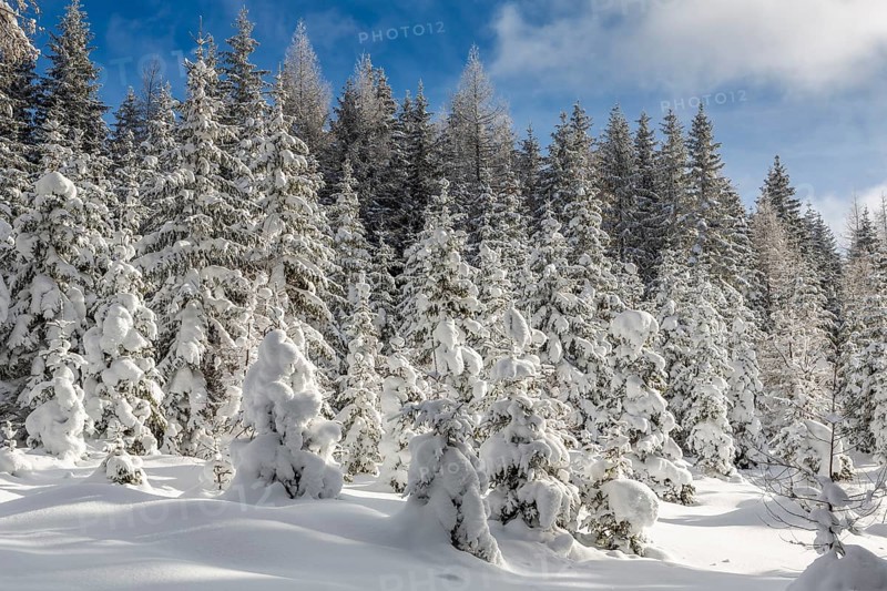 Winter landscape