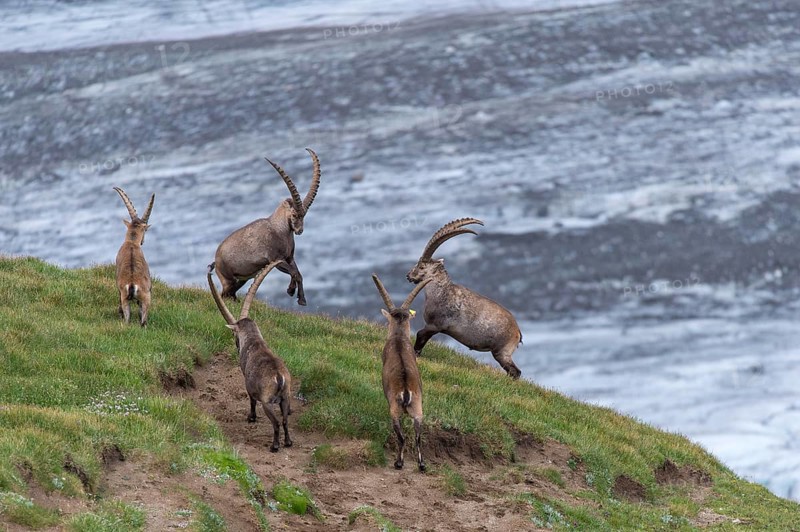 Fighting alpine ibex