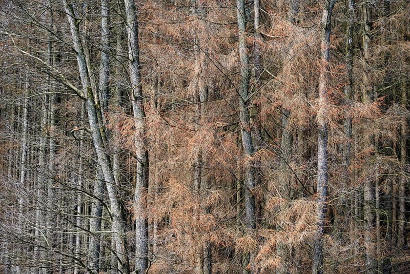 Alders