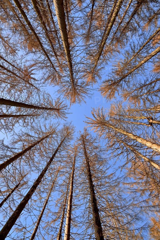 Spruce