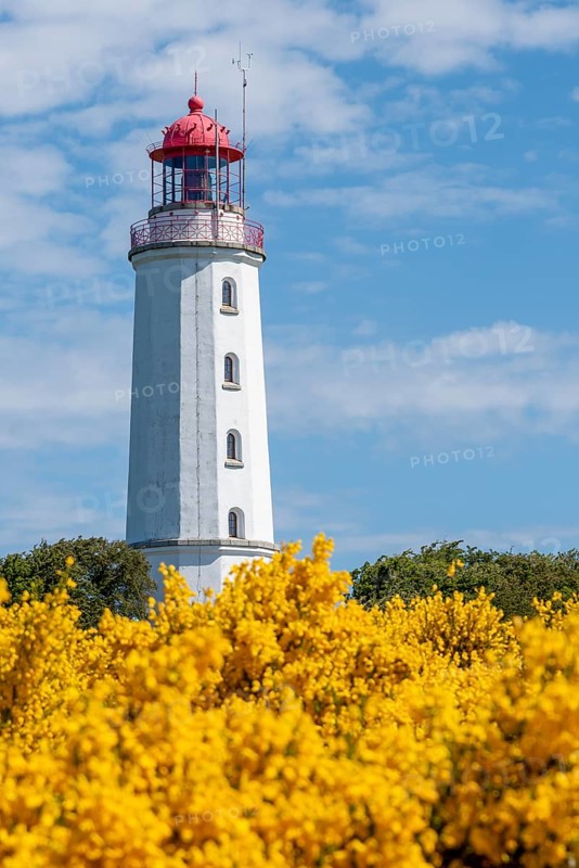 Lighthouse Dornbusch with blooming broom