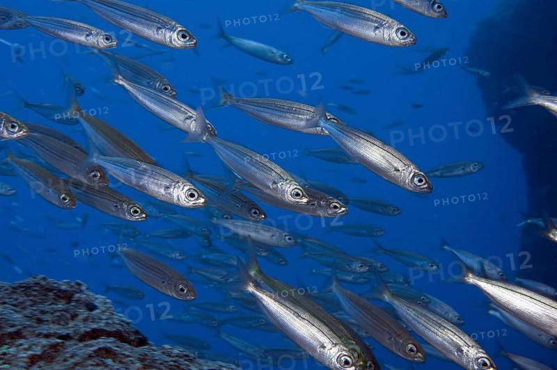 Shoal of fish with sardines