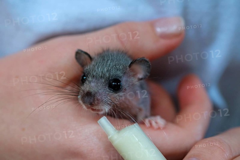 Edible dormouse