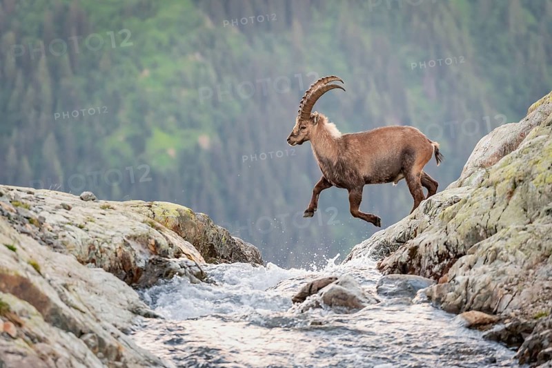 Alpine Ibex