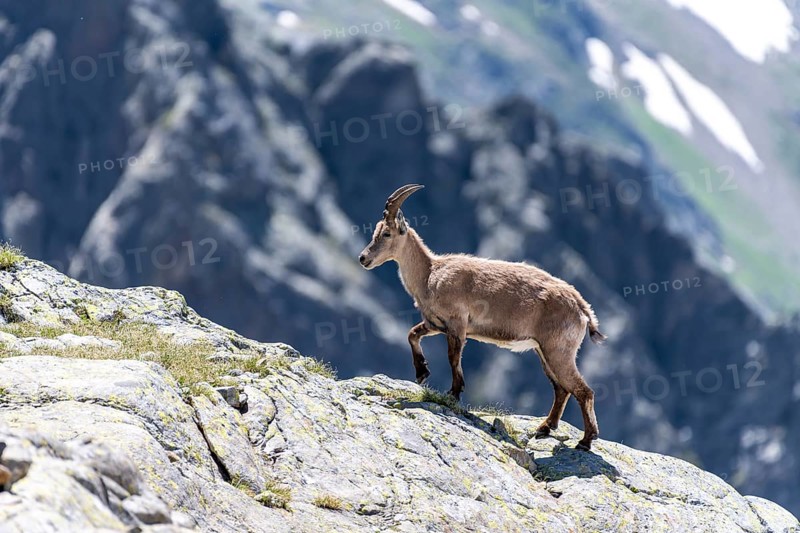 Alpine Ibex
