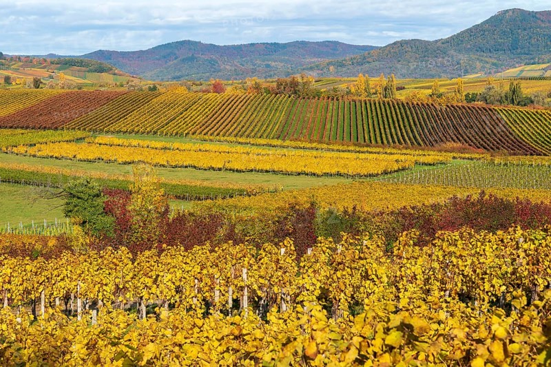 Vineyards in autumn colours