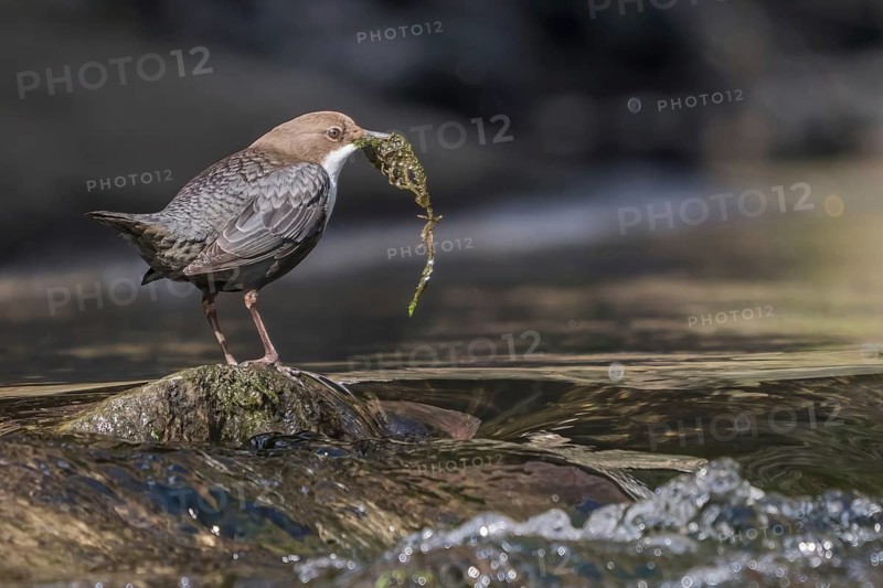 White-breasted dipper
