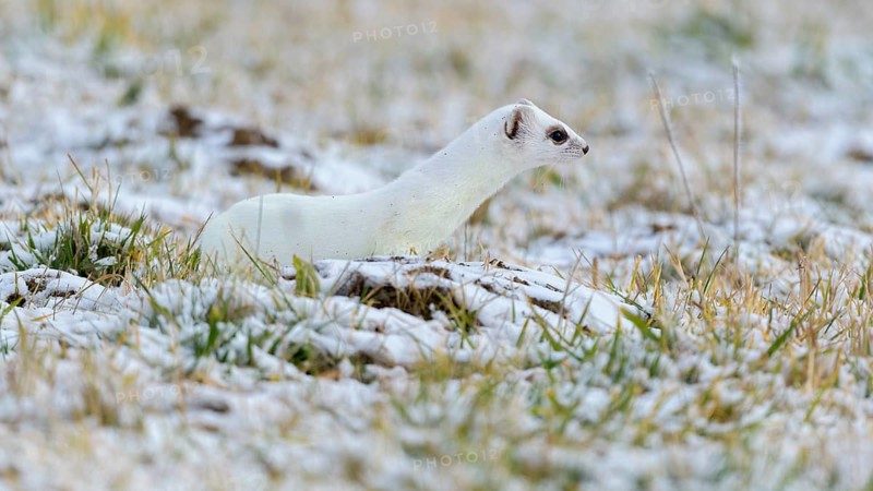 Stoat