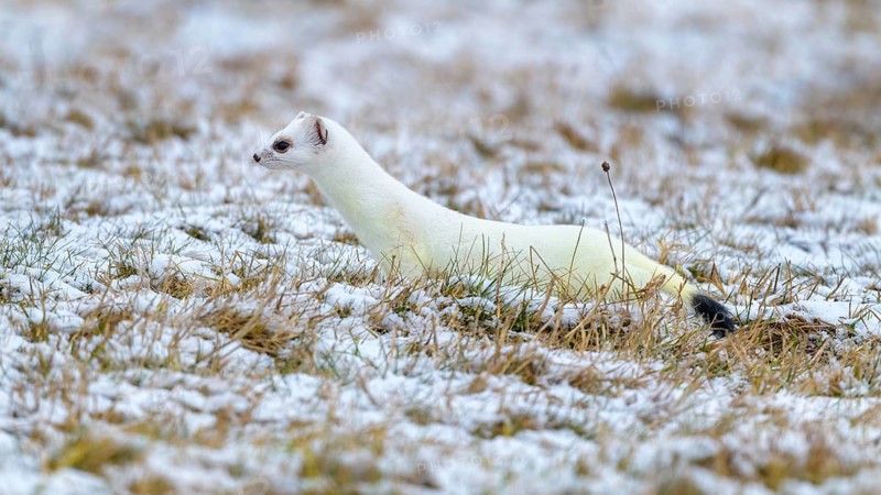 Stoat