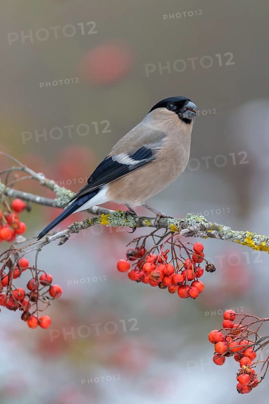 Eurasian bullfinch
