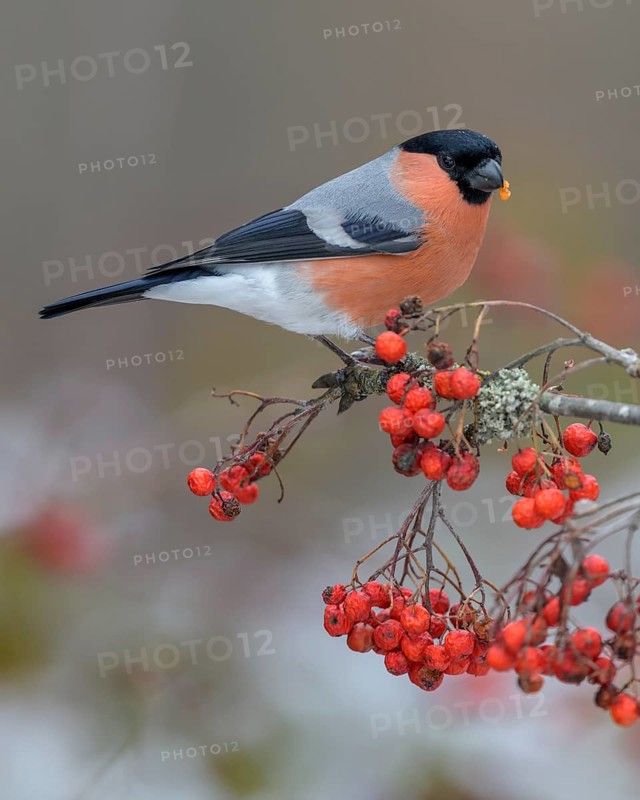 Eurasian bullfinch
