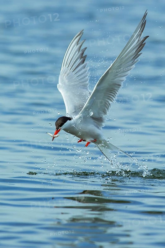 Common tern