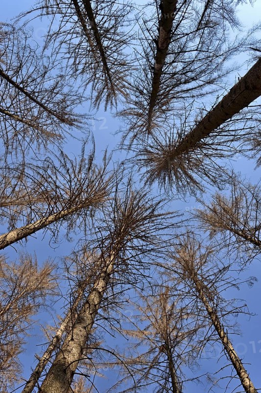 Spruce