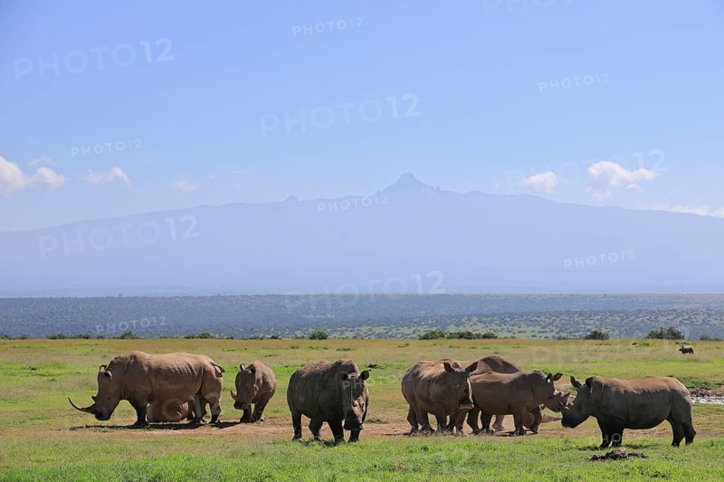 White rhinoceroses