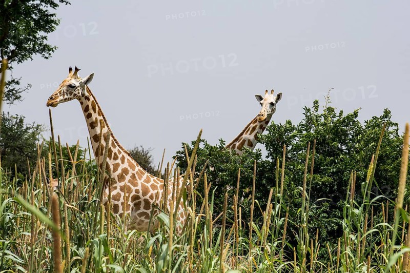 West African giraffes