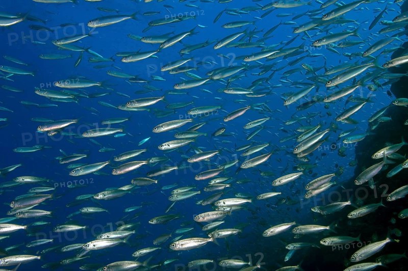 Shoal of fish with sardines
