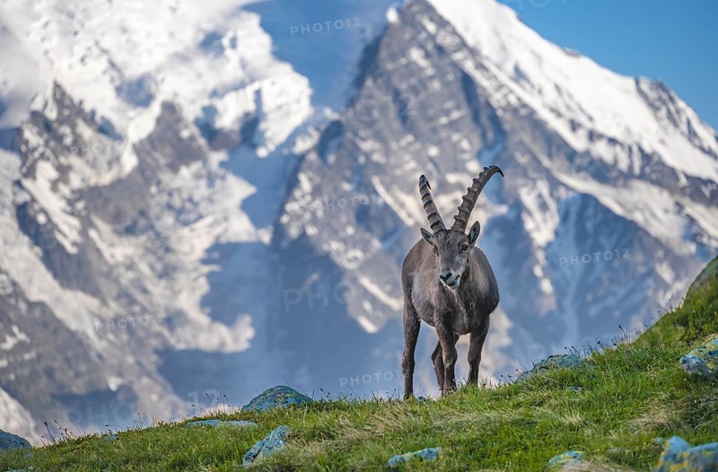 Alpine Ibex